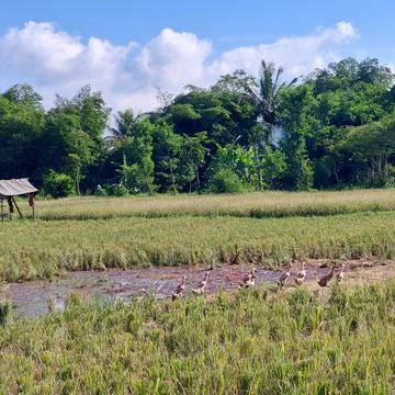 Walking ducks in the irrigated fields, looking for food Stock Photos