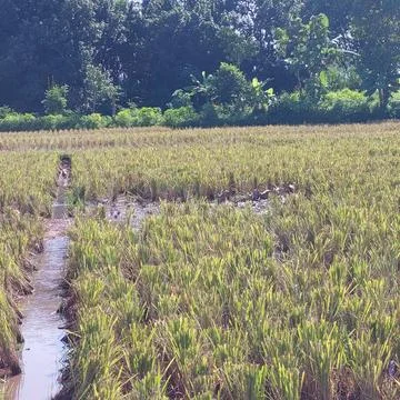 Walking ducks in the irrigated fields, looking for food Stock Photos