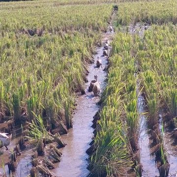 Walking ducks in the irrigated fields, looking for food Stock Photos