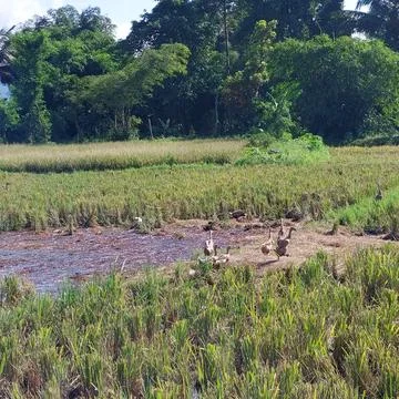 Walking ducks in the irrigated fields, looking for food Stock Photos
