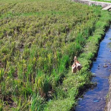 Walking ducks in the irrigated fields, looking for food Stock Photos