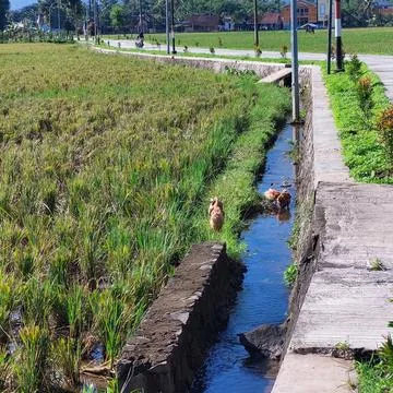 Walking ducks in the irrigated fields, looking for food Stock Photos