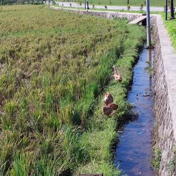 Walking ducks in the irrigated fields, looking for food Stock Photos