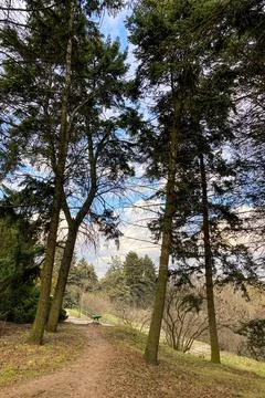 Walking on early spring forest Stock Photos