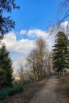 Walking on early spring forest Stock Photos
