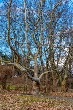 Walking on early spring forest Foto stock