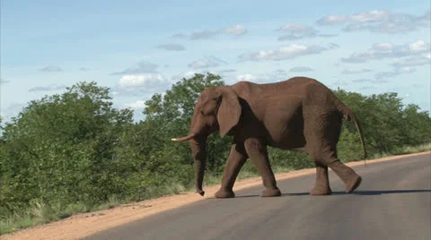 Walking elephant in the bush Stock Footage 26094069