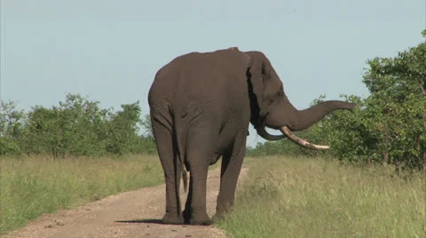 Walking elephant in the bush Stock Footage 27101128