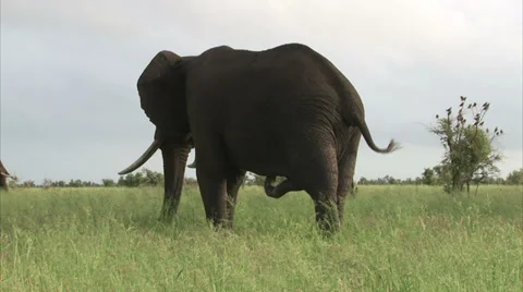 Walking elephant in the bush Stock Footage 28503856