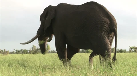 Walking elephant in the bush Stock Footage 28504345