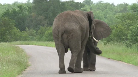 Walking elephant in the bush Stock Footage 28504349