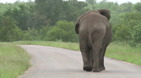Walking elephant in the bush Stock Footage 28505273