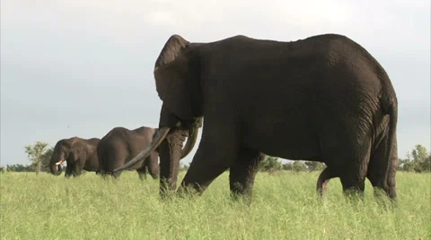 Walking elephant in the bush Stock Footage 28510390