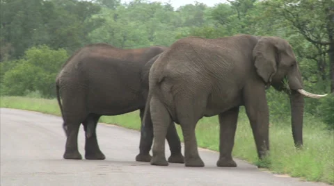 Walking elephant in the bush Stock Footage 28514561