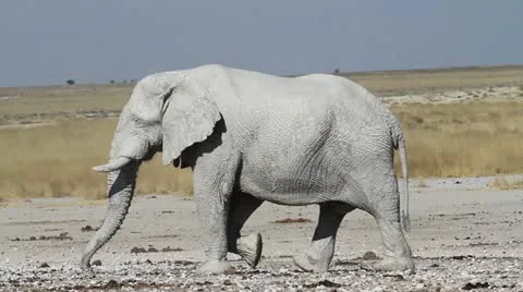 Walking elephant Stock Footage 14915121