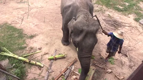 Walking elephant  스톡 동영상 48531511