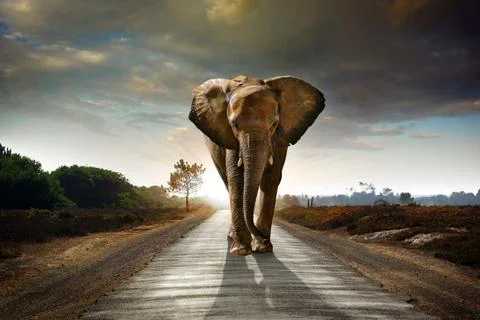 Walking elephant Stock Photos