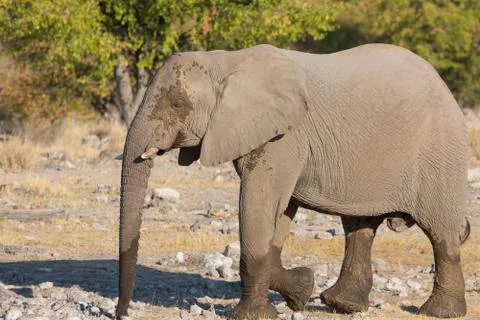 Walking elephant Foto stock