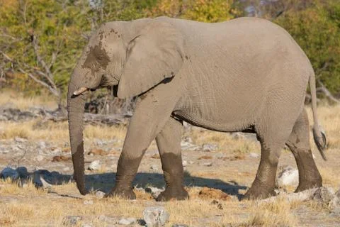 Walking elephant Foto stock