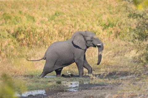 Walking elephant Foto stock