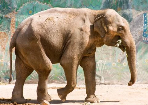Walking elephant Stock Photos