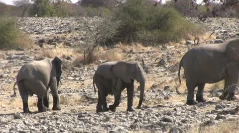 Walking elephants Stock Footage 12133564