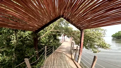 Walking on Elevated Boardwalk Surrounded by Trees and Calm Water Stock Footage 341392032