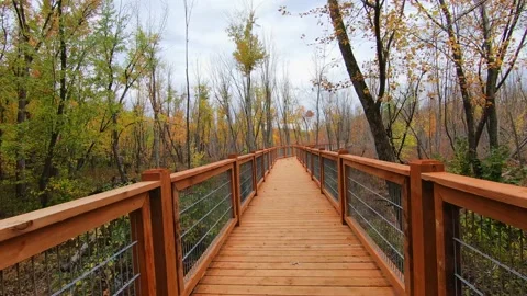 Walking on an elevated walkway in a wooded area in autumn, showing a colorful Stock-Footage 167673495