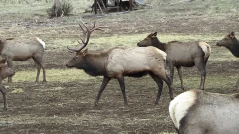 Walking Elk bull Stock Footage 146293190