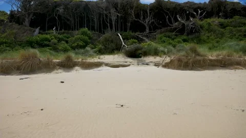 Walking up an empty beach and discovering a sleeping seal. Stock Footage 260773762