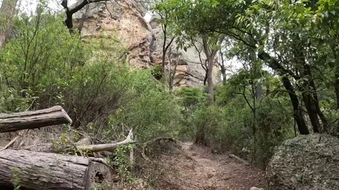 Walking the empty forest trail of Murrurundi Paradise Park in New South Wal.. Stock-Footage 312066070
