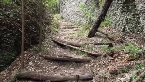 Walking the empty forest trail of Murrurundi Paradise Park in New South Wal.. Stock-Footage 312066084