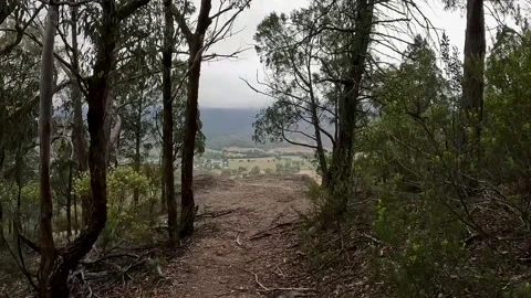 Walking the empty forest trail of Murrurundi Paradise Park in New South Wal.. Stock-Footage 312066095