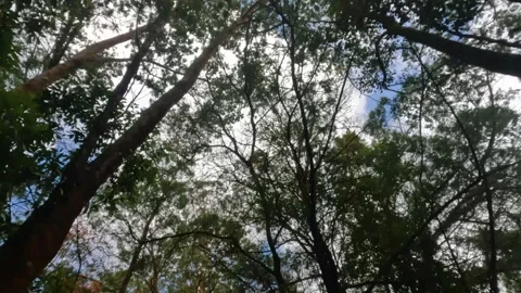 Walking facing up looking at the trees in the tropical rain forest Stock Footage 319927975