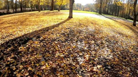 Walking on the Fall Leaf Enjoying the Nature of the Autumn Season Stock Footage 219431743