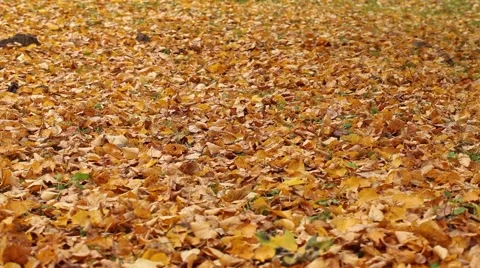 Walking on fall leaves Video stock 68223857