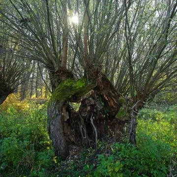 Walking in fall Stock Photos