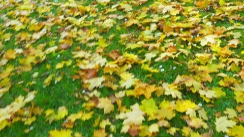 Walking on fallen leaves in Autumn Stock Footage 218180612