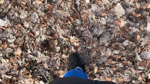 Walking on Fallen Leaves in Autumn Forest Stock Footage 331215271
