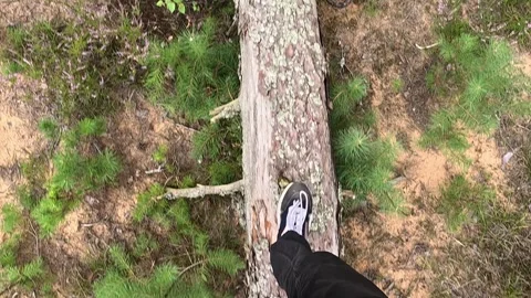Walking on fallen pine trunk in forest above ground view Stock Footage 321242169