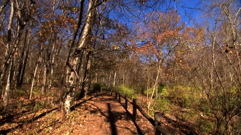 Walking FAST Amongst the Trees at a Park Stock Footage 49477744