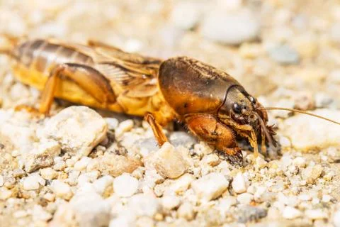 Walking fen cricket Stock Photos
