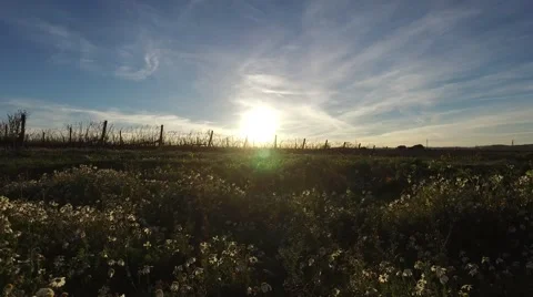 Walking by field flowers in spring sunset, steady shot Stock Footage 61266071
