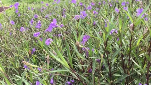 Walking on a field Stock Footage 76086146