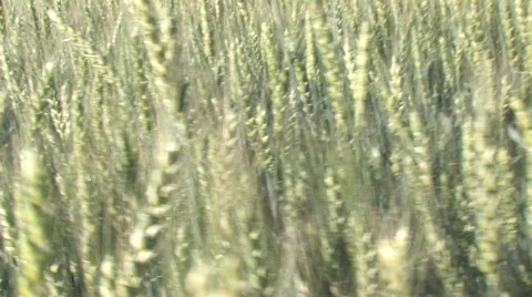 Walking in the Field of Rye Stock Footage