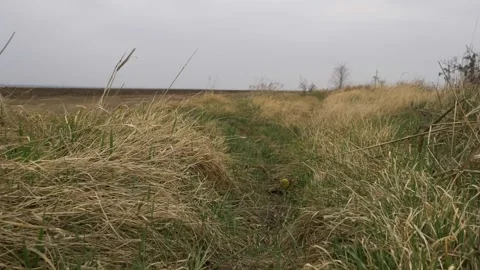 Walking in the field through dry grass Vidéo 253708468