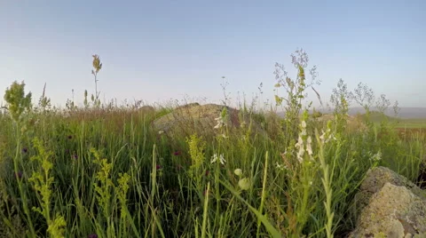 Walking in the field through rocks and flowers, dolly shot Stockbeeldmateriaal 54694872
