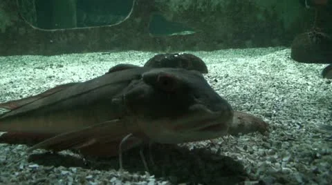 Walking' fish 3 Stock Footage 11014749