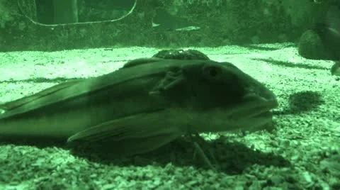 'Walking' fish 4, infra-red Stock Footage 11014936