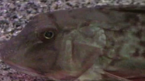Walking fish Stock Footage 2001238